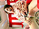 ¼ãÍÕ¤«¤ª¤ê¡¦ÃæÄͰ¦¡¦¾¾Åç¤ä¤ä ¥ª¥ê¥¸¥Ê¥ëÆÈÀê¥à¡¼¥Ó¡¼